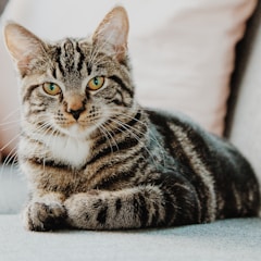 Cat portrait